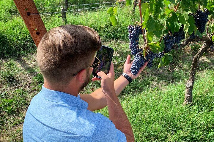 Small Group Chianti Classico Wine Day with a Certified Sommelier and Farm-to-Table Lunch (4/7)