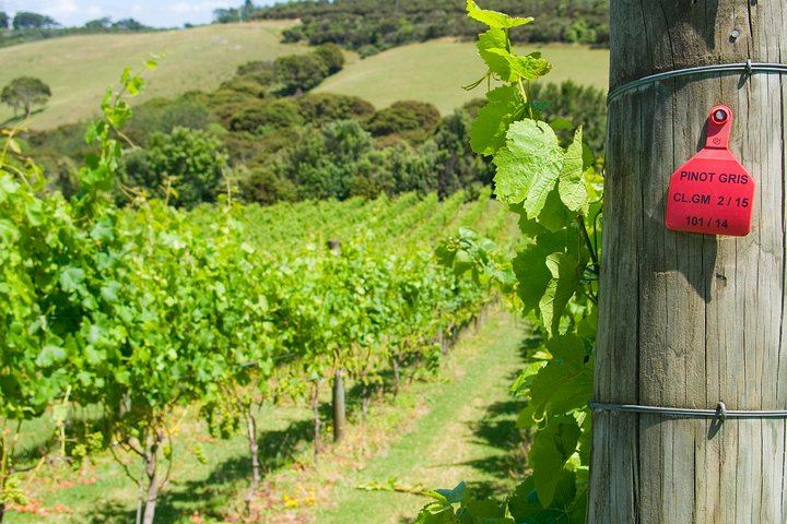 Waiheke Island Premium Wine Tour from Auckland: Max 11 Guests, 3 Boutique Vineyards (7/10)