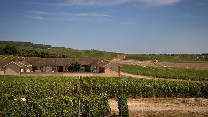 Personalised Champagne Day Trip from Paris with an Owner-Guide, Starbucks Odeon Departure (2/10)