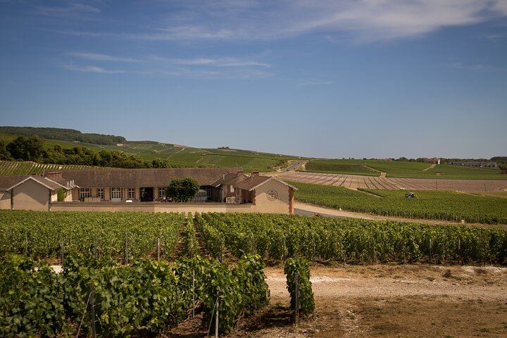 Personalised Champagne Day Trip from Paris with an Owner-Guide, Starbucks Odeon Departure (2/10)