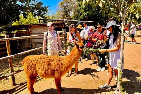 Campo La Quirinca Organic Farm Tour in Isla de Maipo with Wine, Pisco, Llamas and Alpacas