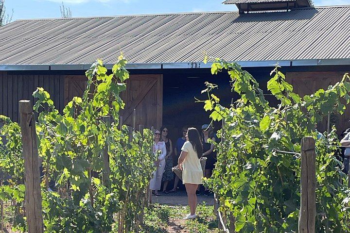 Campo La Quirinca Organic Farm Tour in Isla de Maipo with Wine, Pisco, Llamas and Alpacas (12/12)