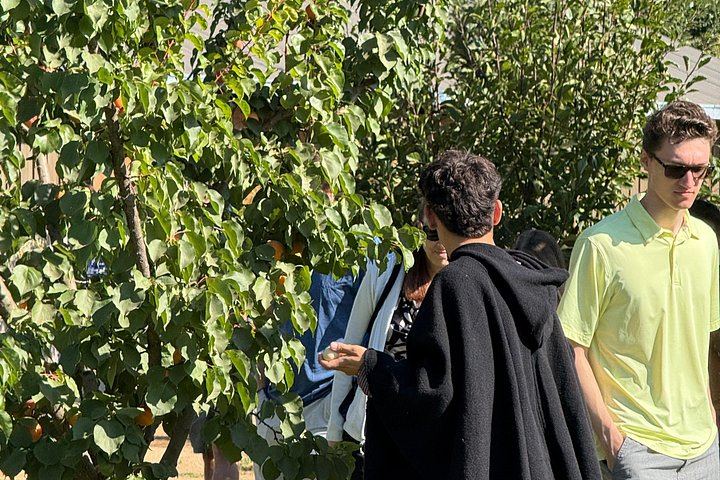 Campo La Quirinca Organic Farm Tour in Isla de Maipo with Wine, Pisco, Llamas and Alpacas (11/12)