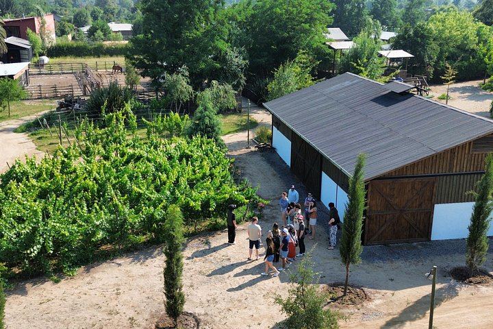 Campo La Quirinca Organic Farm Tour in Isla de Maipo with Wine, Pisco, Llamas and Alpacas (5/12)