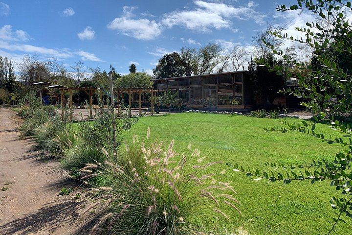 Campo La Quirinca Organic Farm Tour in Isla de Maipo with Wine, Pisco, Llamas and Alpacas (4/12)