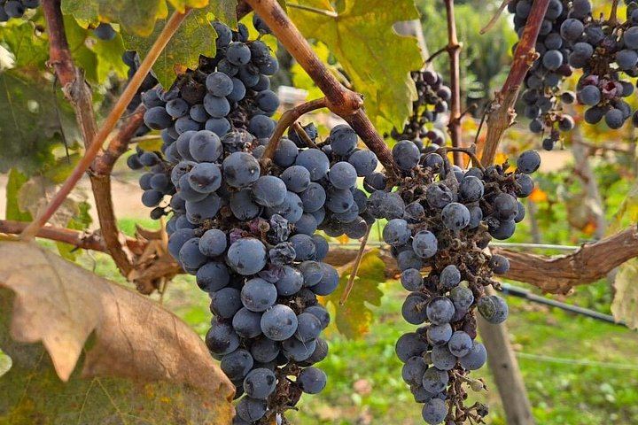 Campo La Quirinca Organic Farm Tour in Isla de Maipo with Wine, Pisco, Llamas and Alpacas (9/12)