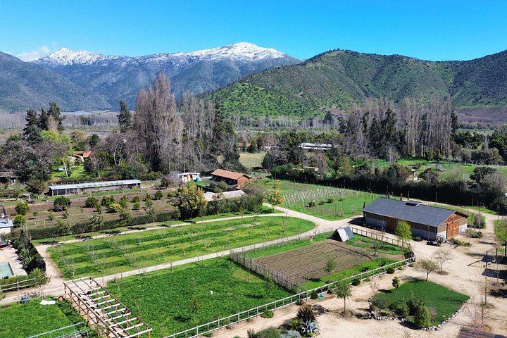 Campo La Quirinca Organic Farm Tour in Isla de Maipo with Wine, Pisco, Llamas and Alpacas (7/12)