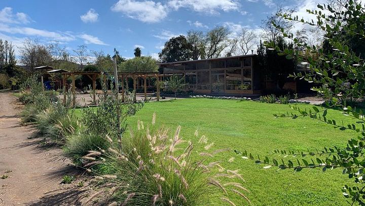 Campo La Quirinca Organic Farm Tour in Isla de Maipo with Wine, Pisco, Llamas and Alpacas (4/12)