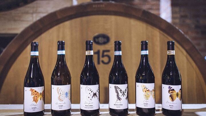 Organic Wine Tasting and Cellar Tour at a Family Winery in Diano d'Alba (2/5)