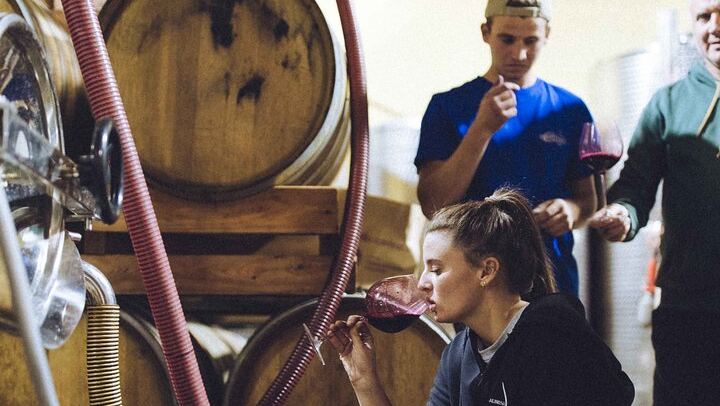 Organic Wine Tasting and Cellar Tour at a Family Winery in Diano d'Alba (1/5)