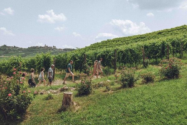 Organic Wine Tasting and Cellar Tour at a Family Winery in Diano d'Alba