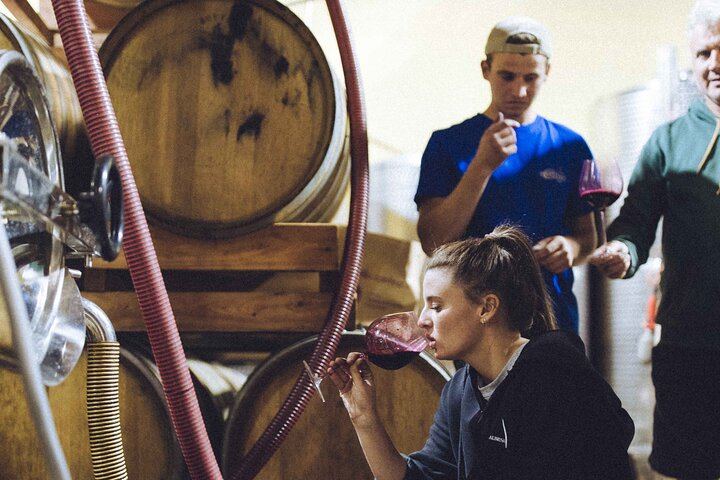 Organic Wine Tasting and Cellar Tour at a Family Winery in Diano d'Alba (1/5)