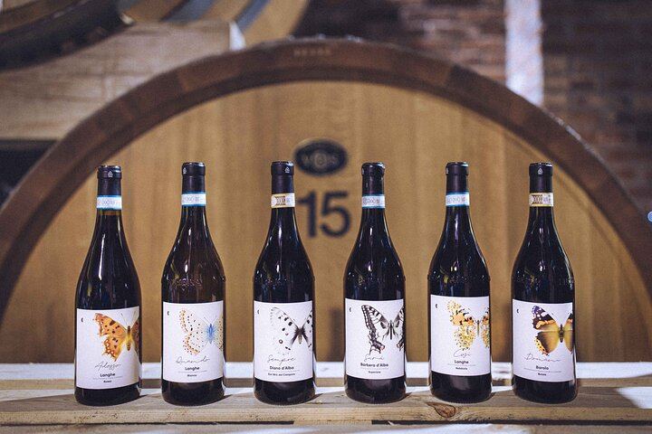 Organic Wine Tasting and Cellar Tour at a Family Winery in Diano d'Alba (2/5)