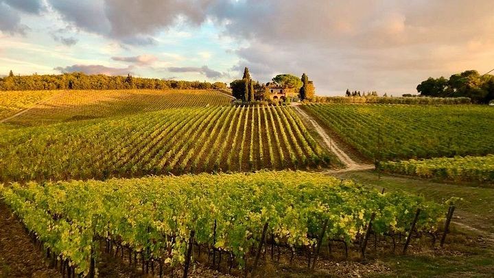 Organic Chianti Classico Farm Tasting: Small-Group Tour on a Terrace Above the Vines (1/12)