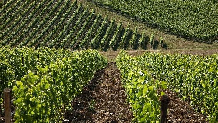 Organic Chianti Classico Farm Tasting: Small-Group Tour on a Terrace Above the Vines (4/12)
