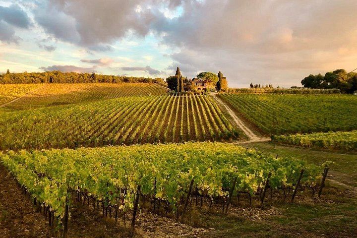 Organic Chianti Classico Farm Tasting: Small-Group Tour on a Terrace Above the Vines (1/12)