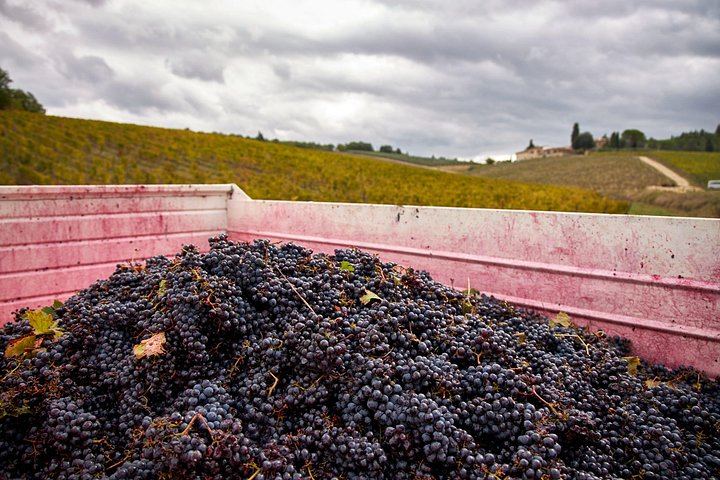 Organic Chianti Classico Farm Tasting: Small-Group Tour on a Terrace Above the Vines (8/12)