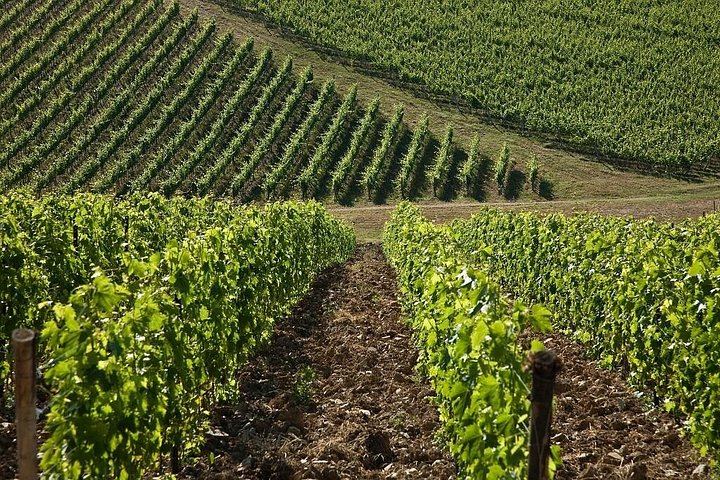 Organic Chianti Classico Farm Tasting: Small-Group Tour on a Terrace Above the Vines (4/12)