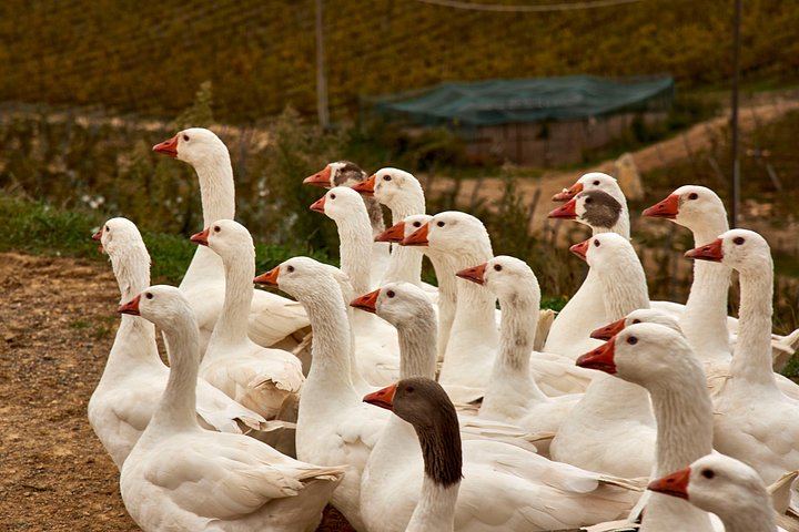 Organic Chianti Classico Farm Tasting: Small-Group Tour on a Terrace Above the Vines (9/12)