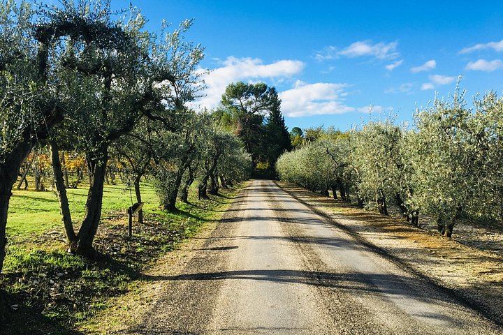 Organic Chianti Classico Farm Tasting: Small-Group Tour on a Terrace Above the Vines (7/12)