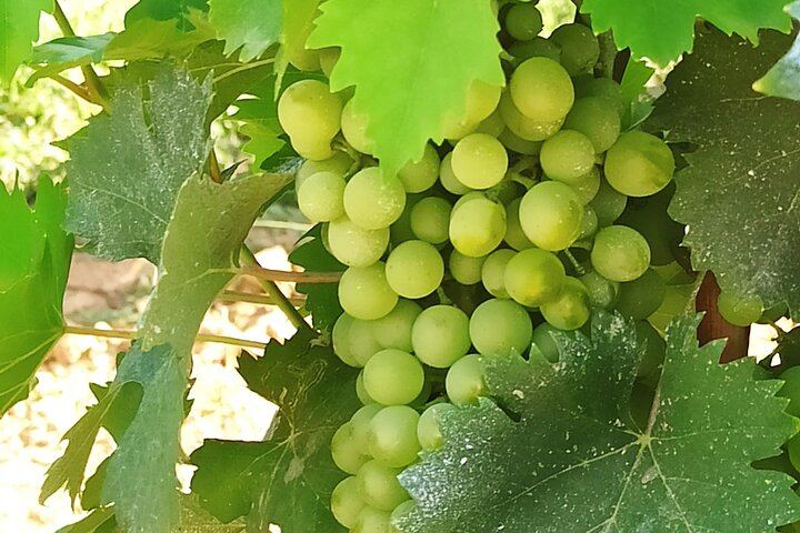 Private Chianti and San Gimignano Day Trip by Minivan with Farm Lunch and Wine Tasting (5/12)