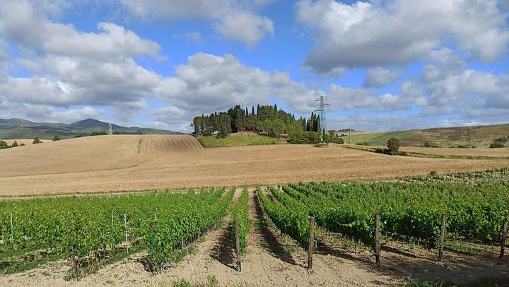 Private Chianti and San Gimignano Day Trip by Minivan with Farm Lunch and Wine Tasting (2/12)