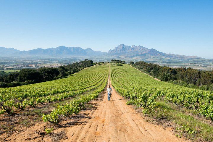 African Story 8-Hour Winelands Tour: Paarl, Franschhoek and Stellenbosch Estates (7/12)