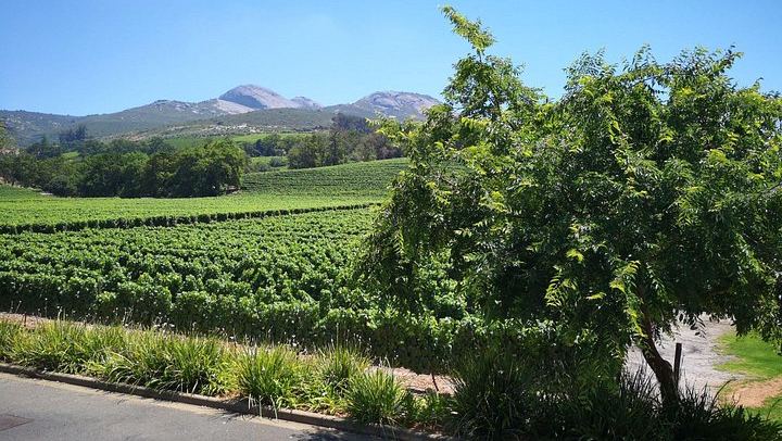 Private Wine Tour from Cape Town for 2 to 7 Guests: Stellenbosch, Franschhoek, Paarl (3/12)