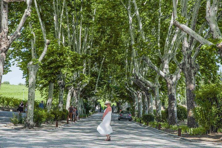 Douro Valley Day Tour from Porto, Max 7 Guests: Two Family Quintas, Villages and Port (1/12)