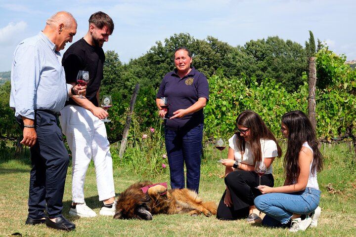 Sella delle Spine Taurasi: Vineyard Walk, Cellar and Three DOCG Wines with Castle Visit (6/7)