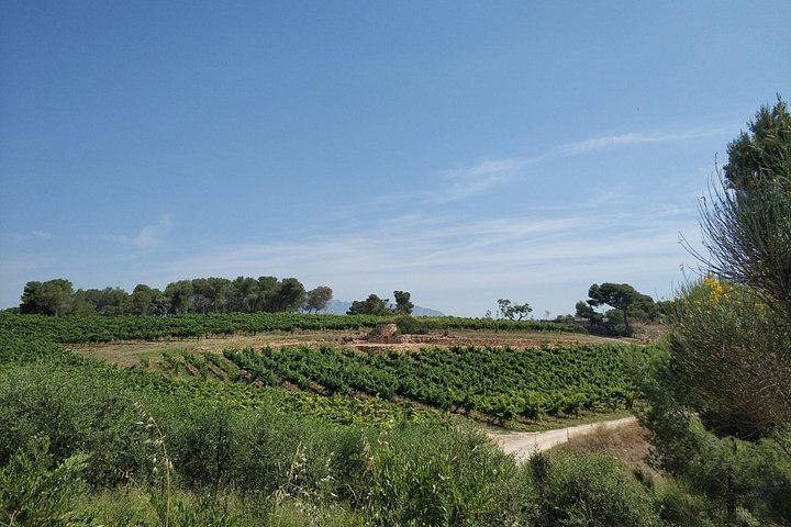 Private Penedès Wine and Cava Tasting Tour from Barcelona with Hotel Pickup (6/10)