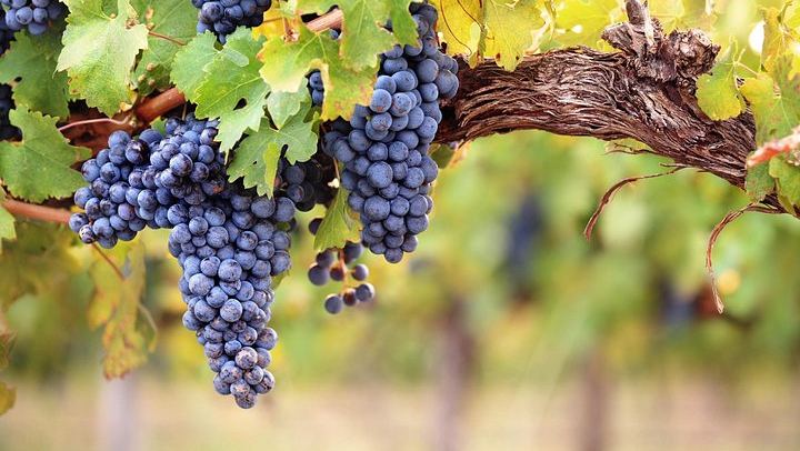 Private 8:30 Montserrat Tour with Three-Course Lunch and Biodynamic Winery Tasting (4/12)