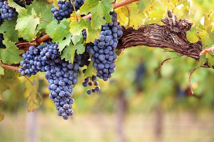 Private 8:30 Montserrat Tour with Three-Course Lunch and Biodynamic Winery Tasting (4/12)