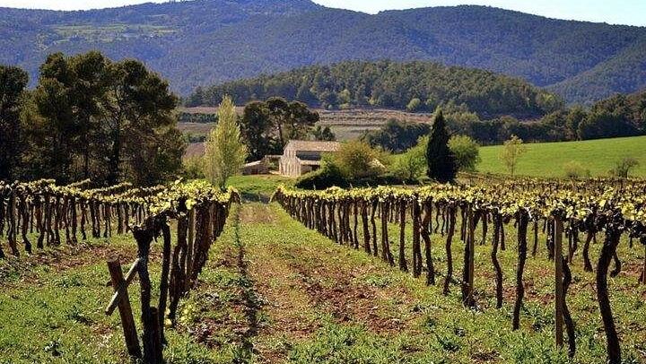 Private Penedès Tour of Three Family-Owned Organic Wineries with Three-Course Lunch (3/10)