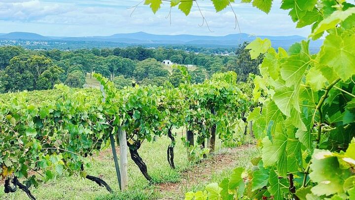 Bespoke Private Hunter Valley Day from Sydney: Your Wineries, Grapes and Lunch Venue (3/12)