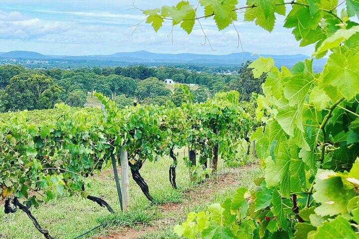 Bespoke Private Hunter Valley Day from Sydney: Your Wineries, Grapes and Lunch Venue (3/12)
