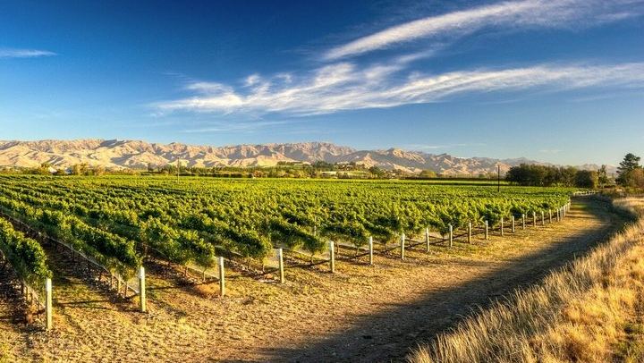 Picton Cruise Shore Excursion: Four Family-Run Marlborough Wineries by Minibus (3/12)