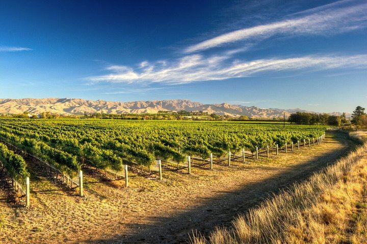 Picton Cruise Shore Excursion: Four Family-Run Marlborough Wineries by Minibus (3/12)