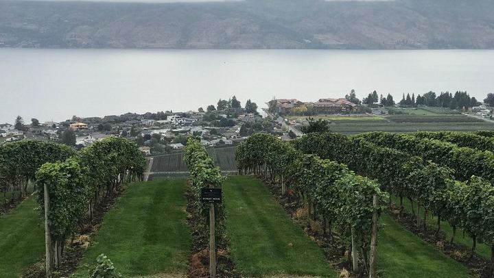 Full-Day Okanagan Wine Tour: Mission Hill, Quails' Gate and Two More Wineries, Lunch Stop (3/9)