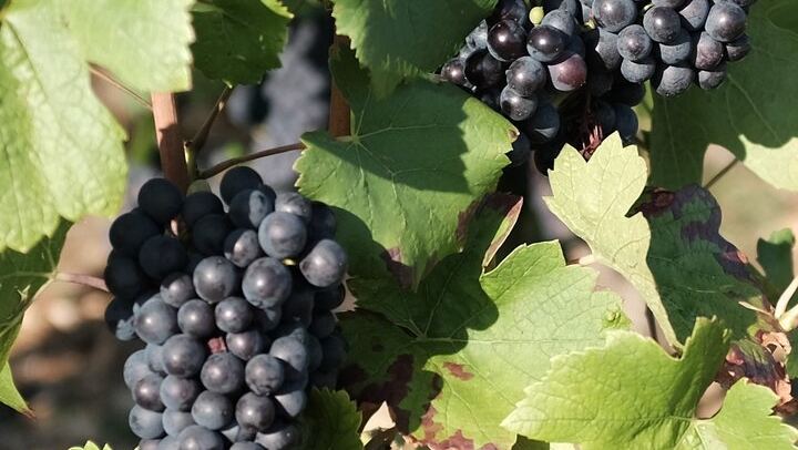 Private Côte d'Or Wine Tasting Tour Between Dijon and Beaune with Pickup (2/12)
