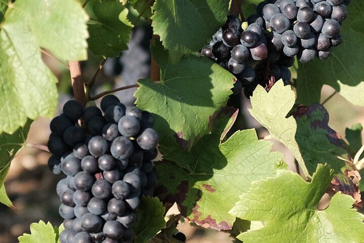 Private Côte d'Or Wine Tasting Tour Between Dijon and Beaune with Pickup (2/12)