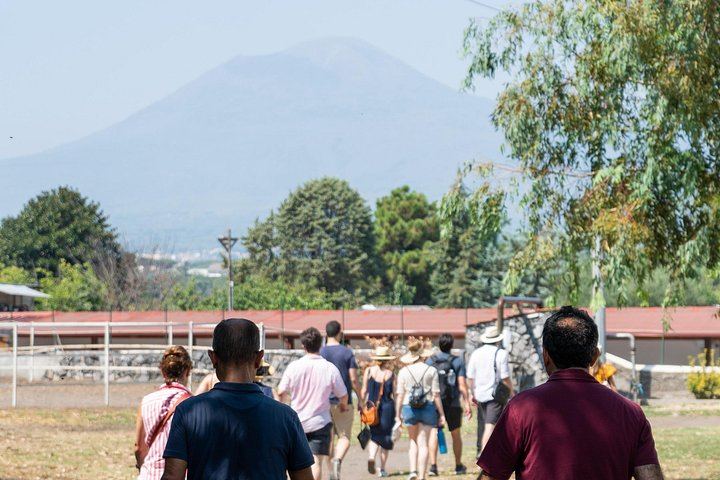 Private Wine Tasting and Lunch at Bosco de' Medici Winery Beside Pompeii's Ruins (7/12)
