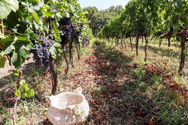 Douro Valley Wine Day from Porto with Sommeliers: Two Family Wineries, Lunch, Boat (8/12)