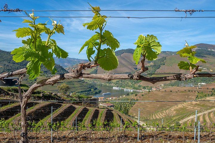 Douro Valley Wine Day from Porto with Sommeliers: Two Family Wineries, Lunch, Boat (7/12)