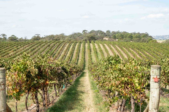 Taste the Barossa Small-Group Tour from Adelaide: Kies, Chateau Tanunda, Yalumba Port (6/12)