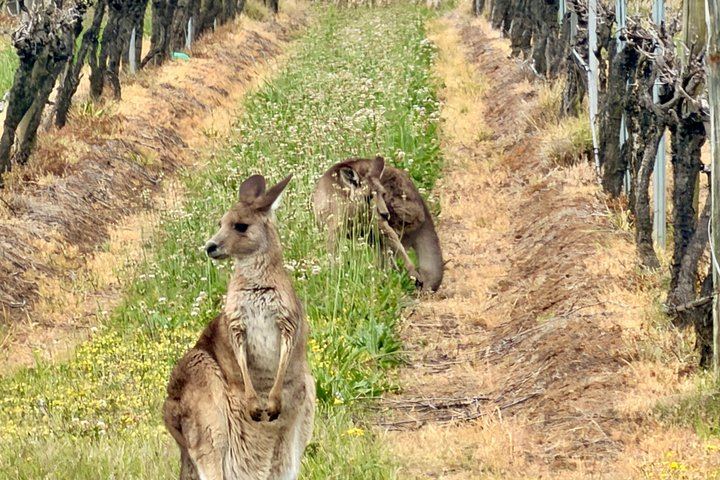 Private Hunter Valley Wine Day with a WSET Host, Wollombi and Pie Pairing from Sydney (1/12)