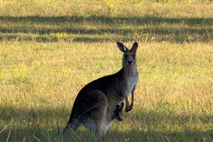Private Hunter Valley Wine Day with a WSET Host, Wollombi and Pie Pairing from Sydney (8/12)