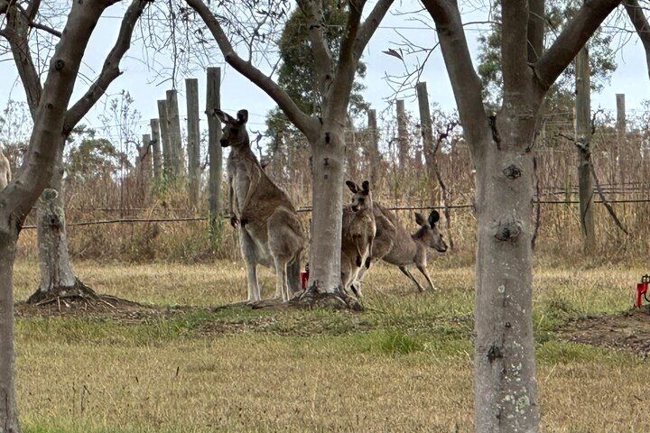 Private Hunter Valley Wine Day with a WSET Host, Wollombi and Pie Pairing from Sydney (12/12)