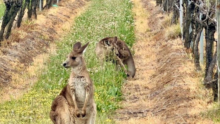 Private Hunter Valley Wine Day with a WSET Host, Wollombi and Pie Pairing from Sydney (1/12)