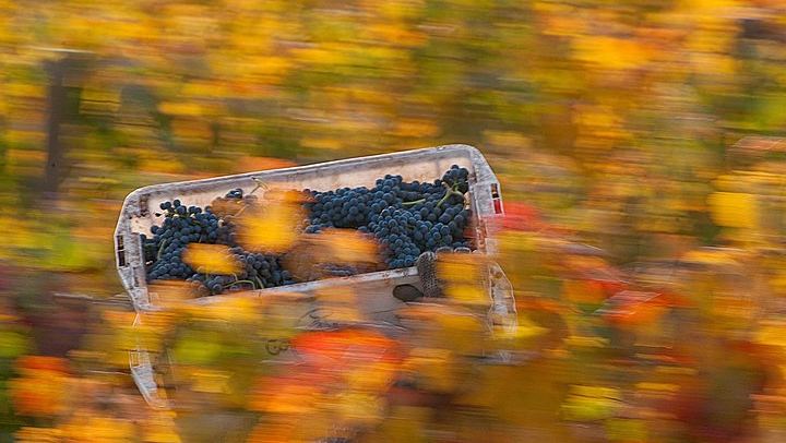 Viña Cousiño Macul Premium Wine Tour in Spanish with Historic Cellars and Three Wines (3/10)